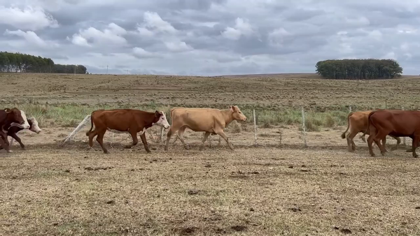 Lote 185 Vacas de Invernada en Rocha