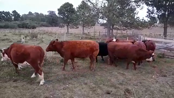 Lote VAQUILLONAS GORDAS