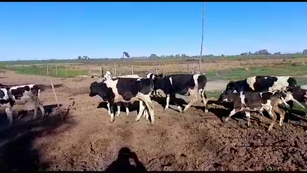 Lote 23 Terneros/as