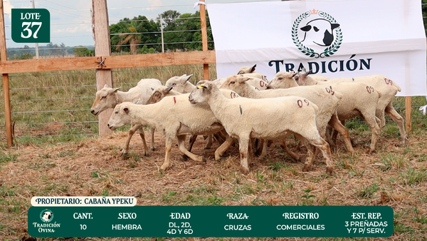 Lote LOTE 37 - POR PANTALLA