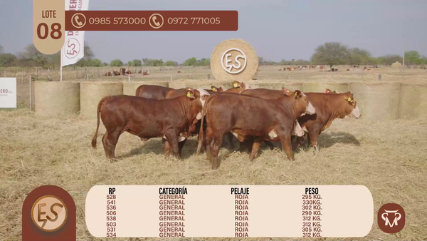 Lote TERNERAS BRAFORD GENERAL