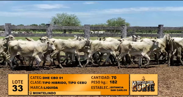 Lote Lote 33