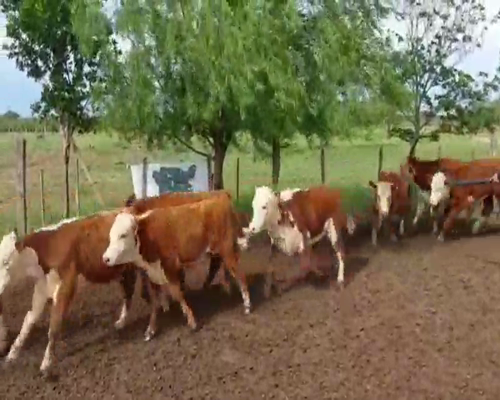 Lote 75 Terneros/as en Curuzú-Cuatiá, Corrientes