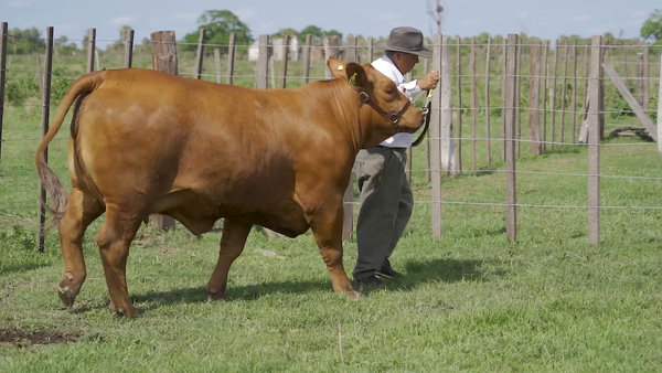 Lote VAQUILLA BRANGUS