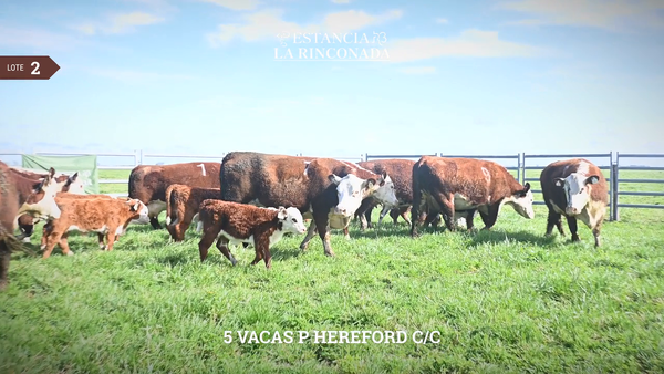 Lote VACAS HEREFORD