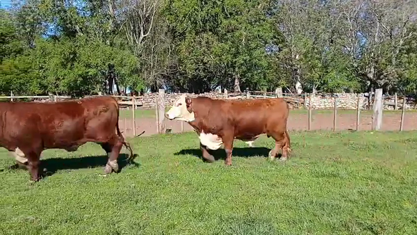 Lote 2 Toros, Artigas