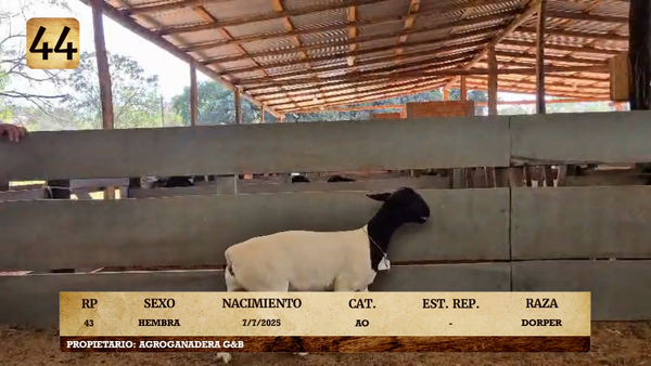 Lote LOTE 44