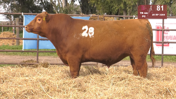 Lote TOROS ANGUS COLORADOS  PC