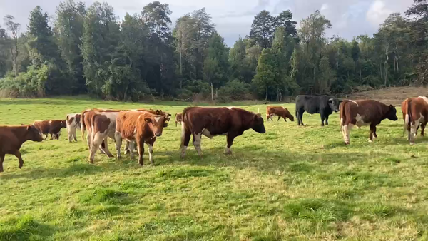 Lote 50 Ternero en Puerto Montt, X Región Los Lagos