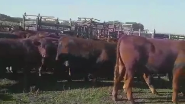 Lote 65 TERNS. MACHOS, PEHUAJO, BS. AS.