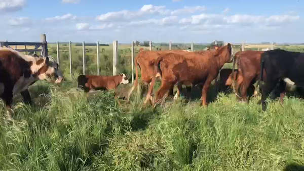 Lote (Vendido)38 Piezas de cría He y XX 300kg -  en Coronilla