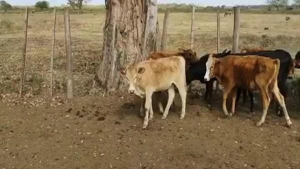 Lote 140 Terneros/as en Gran Guardia, Formosa