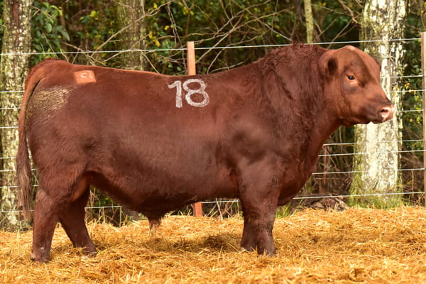 Lote TOROS ANGUS PC