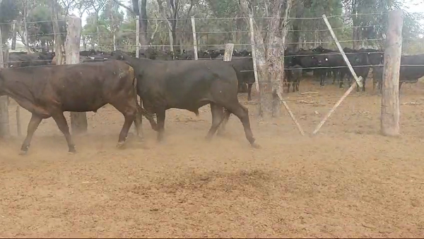 Lote 70 Novillos en Quimilí, Santiago del Estero