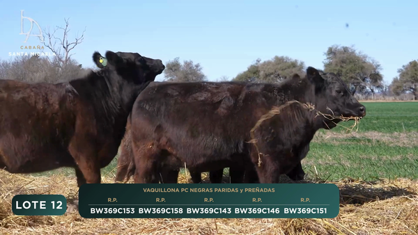 Lote VAQUILLONAS PC PREÑADAS