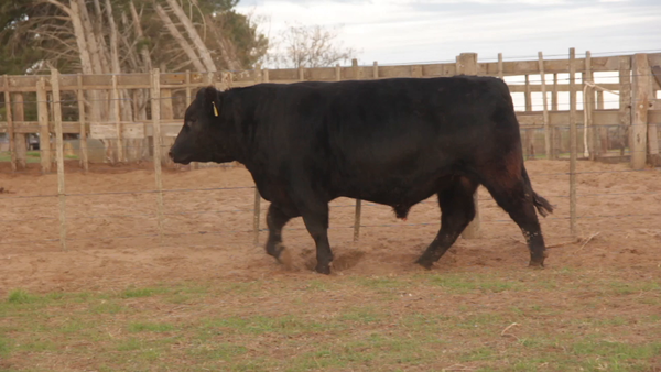Lote TOROS PUROS DE PEDIGREE