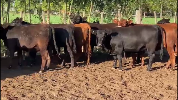 Lote 30 Vaquillonas preñadas c/Gtia