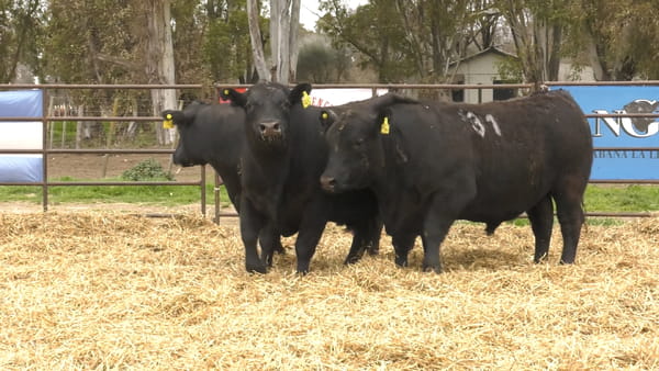 Lote TOROS ANGUS NEGROS PC