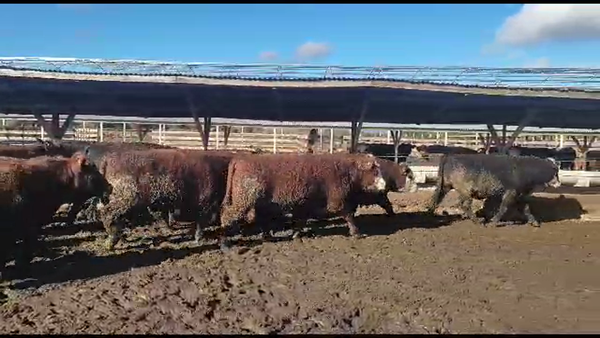 Lote 20 Novillo Gordo en Los Ángeles, VIII Región Biobío