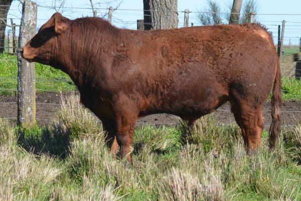 491 — Toros PC