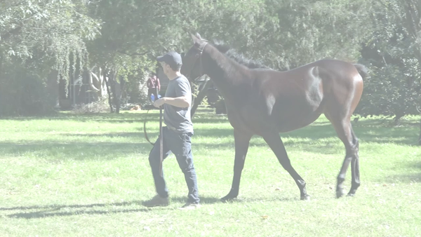 Lote NASHVILLE BABY (REMOTE -  BABY LUCK)