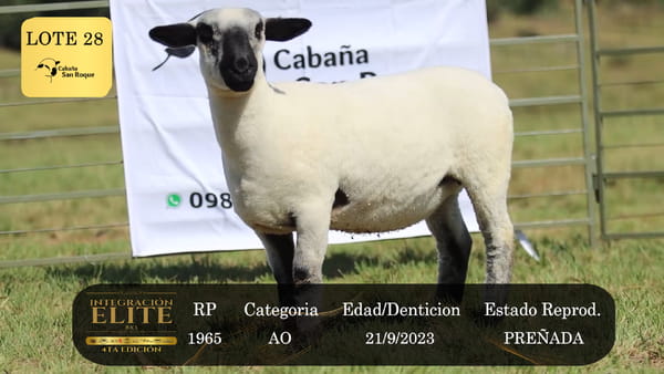 Lote LOTE 28
