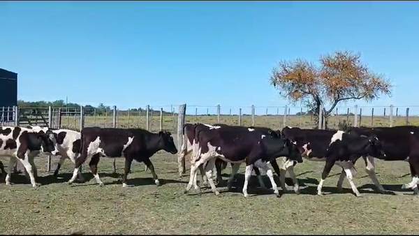 Lote (Vendido)20 Terneras Holando en Dolores