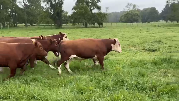 Lote 53 Novillo Engorda en Purranque, X Región Los Lagos