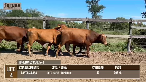 Lote LOTE 4