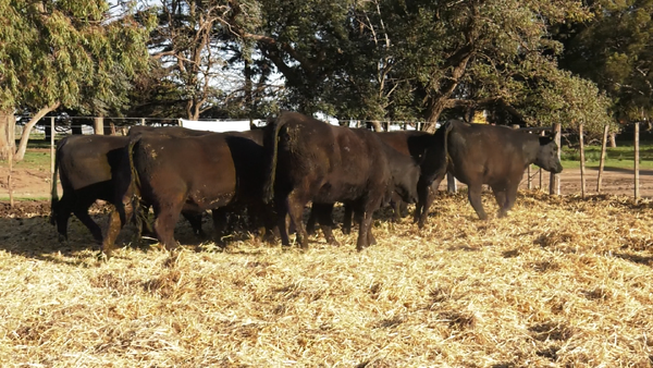 Lote VAQUILLONAS MAS PARICION OTOÑO