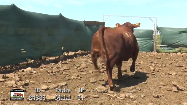 Lote 3 Toros, Artigas