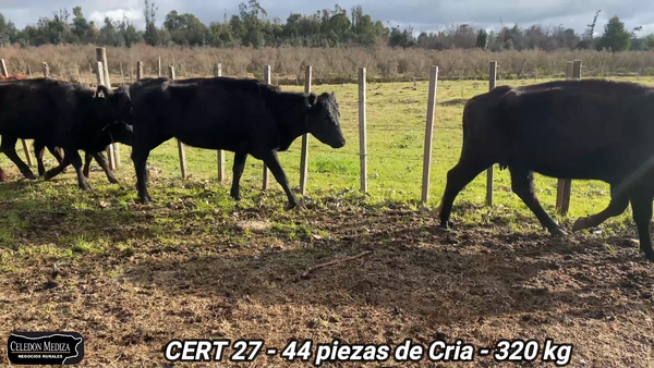 Lote 44 Piezas de cría en Canelón Chico, Canelones