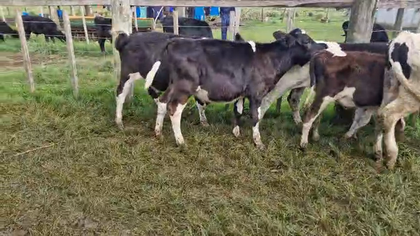 Lote 20 Terneros, San José