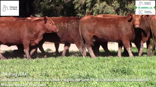 Lote Vaquillonas "La Noria"