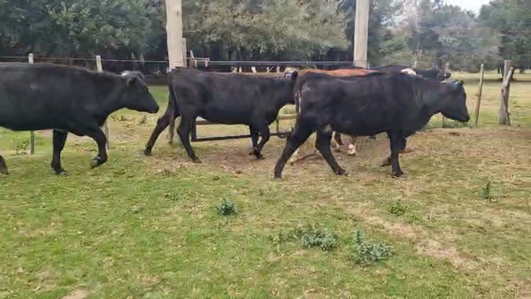 Lote 5 Vaquillonas , San José