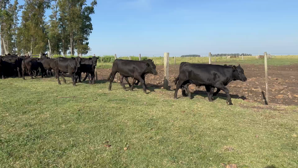 Lote 349 Novillos 1 a 2 años en Cuaró, Artigas