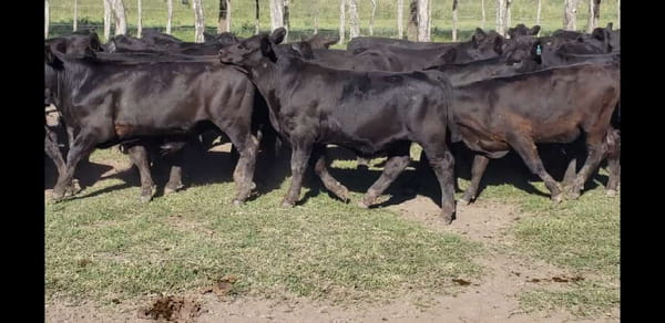 Lote 70 Terneros en Villaguay, Entre Ríos