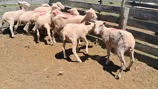 Lote 9 Borregos 40kg - , San José