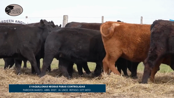 Lote MONTE CALDEN | 5 Vaq. Preñada Paric. otoño