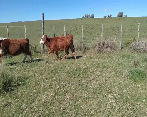 Lote Terneras