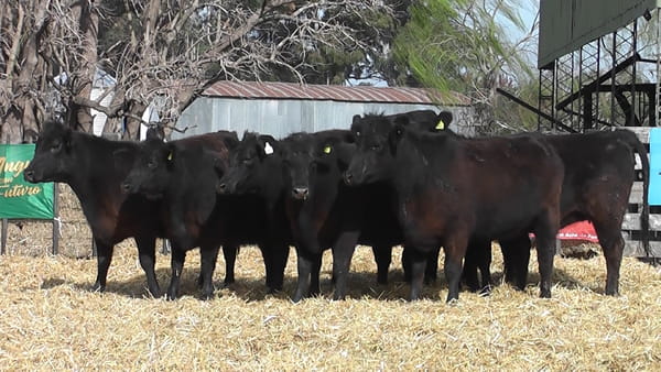 Lote """SAN BAUTISTA DEL SUR"" VAQUILLONAS GENERALES CON GARANTÍA DE PREÑEZ"
