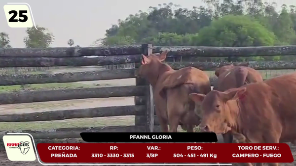 Lote LOTE 25- EN VIVO