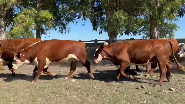 Lote 64 Novillo Consumo