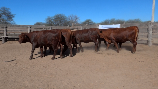 Lote HEMBRAS Remate Nucleo Genbra