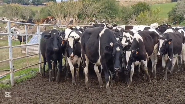 Lote NOVILLOS HOLANDO