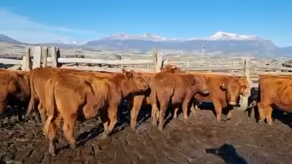 Lote 25 Novillo Engorda en Coyhaique, XI Región Aysén