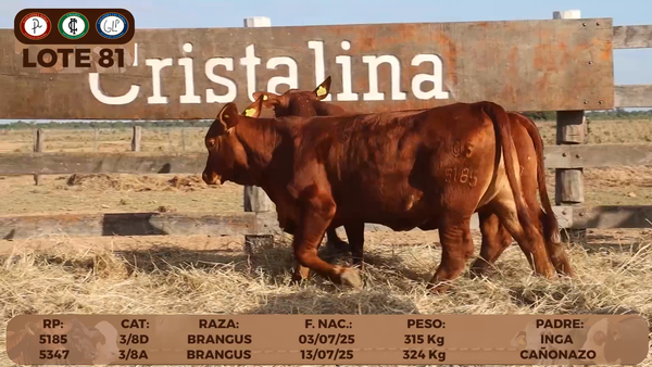 Lote LOTE 81