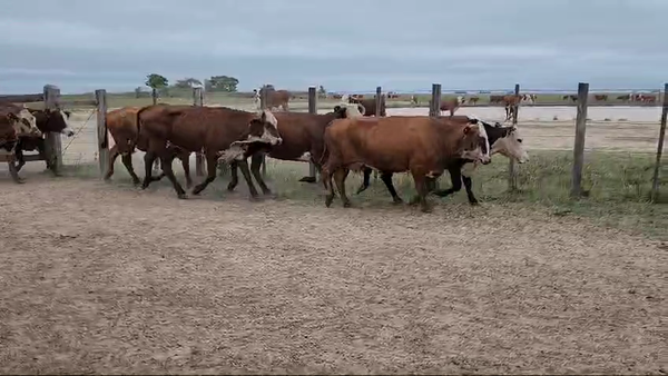 Lote 36 Vacas de invernar