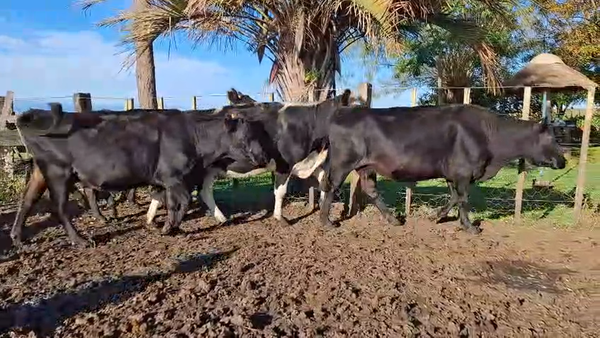 Lote VACAS INVERNAR