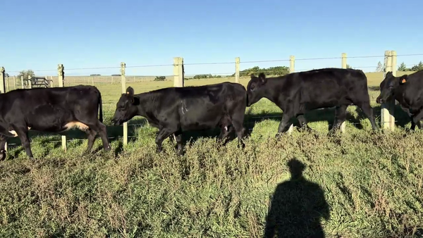 Lote VACAS DE INVERNADA